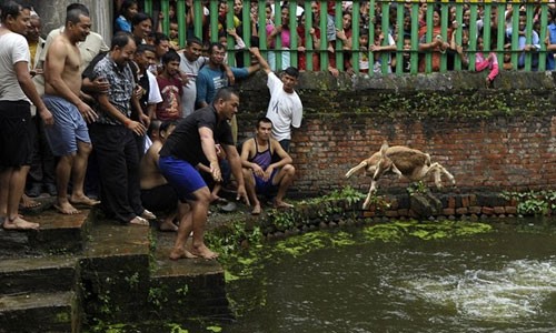 Lễ hội Deopokhari - một  lễ hội giết dê ở Nepal - diễn ra vào tháng 8 hàng năm ở Khokana, một trong những làng cổ nhất ở thung lũng Kathmandu. Các nhà bảo vệ động vật cho rằng lễ hội này quá "man rợ".